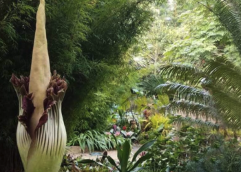 Rare corpse flower that smells like rotting flesh blooms in Los Angeles