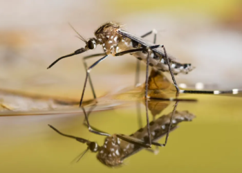 Massachusetts sees first two cases of deadly West Nile virus