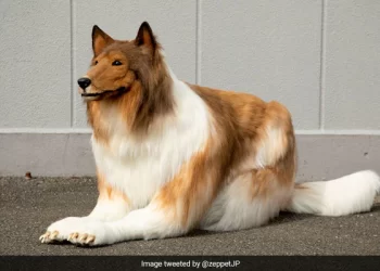 Japanese man who transformed into dog sets the record straight on public misconceptions