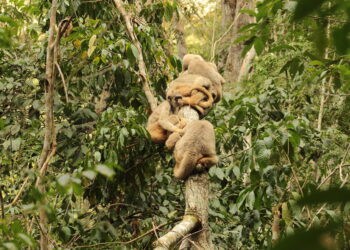 Researchers use monkey feces to understand mating strategies of critically endangered muriquis