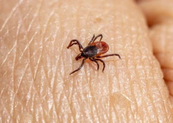 Tips for Keeping Your Home Pest-Free All Year Long