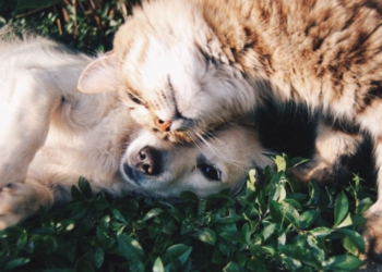 Furry Companions on Campus: Navigating College With Dogs and Cats
