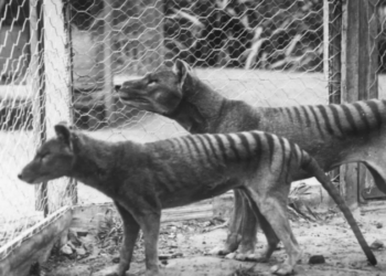 Breakthrough: Scientists recover RNA from an extinct species for the first time