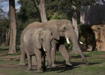 Ojai becomes the first city in America to recognize the legal rights of nonhuman animals