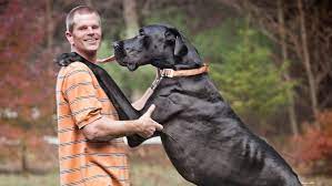 Zeus, the tallest dog in the world, passes away from pneumonia after undergoing cancer surgery