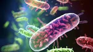 E. coli: Swiss researchers engineer bacteria to generate electricity from wastewater