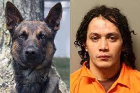 The manhunt for fugitive killer Danelo Cavalcante is finally over; a police dog captures him
