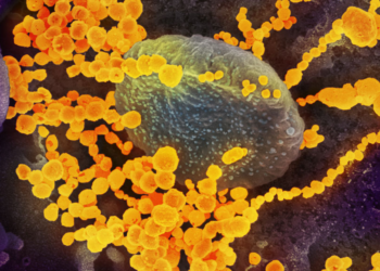 What is Disease X?: UK prepares for potential deadlier pandemic