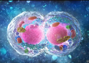 Scientists develop human embryo in a lab without sperm, egg, or womb