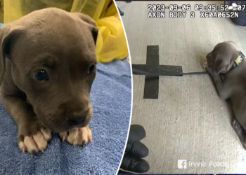 California: Irvine police save pitbull puppy from fentanyl overdose using Narcan