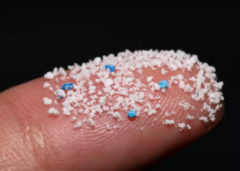 Microplastics infiltrate every organ, a study in mice shows