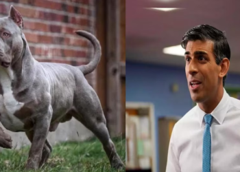 UK PM announces ban on American XL bulldogs following fatal attacks