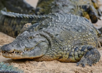 Escaped crocodiles from a flooded Chinese farm successfully recaptured