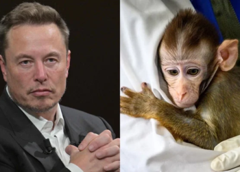 Report claims test animals died during Neuralink brain chip implants