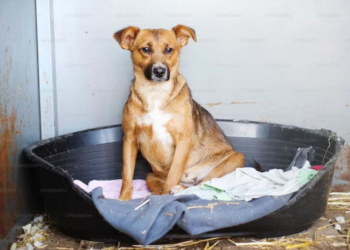 What is Brucella Canis, an incurable dog disease, spreading to humans in the UK?
