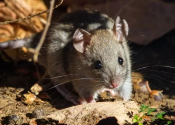 Dangerous rat-borne disease in South America poses risks to humans and pets: Study