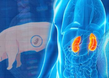 Breakthrough in organ transplantation: Chinese scientists grow humanized kidneys in pigs