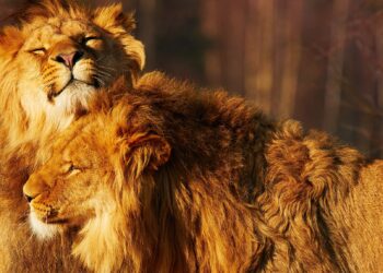 Over 1,500 species show same-sex behavior in the animal kingdom: Study