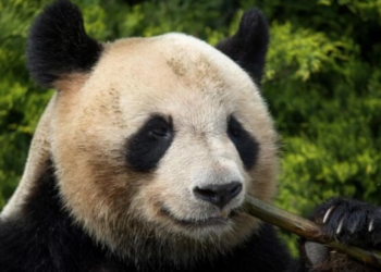 China disseminates misinformation about Pandas in the US, impacting ‘Panda Diplomacy’
