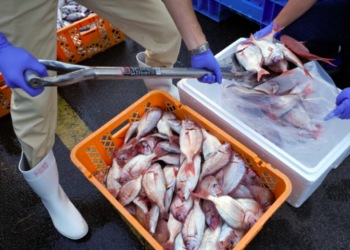 Scientists collect fish samples near Fukushima plant after treated radioactive water release