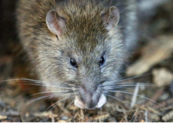 Chicago tops Orkin’s annual ‘Top 50 rattiest Cities list’ for ninth year in a row