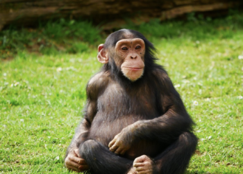 Researchers discover first proof of menopause in wild chimpanzees