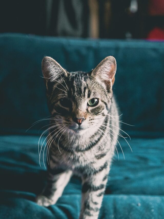 The most popular cat breeds in the world BreezyScroll