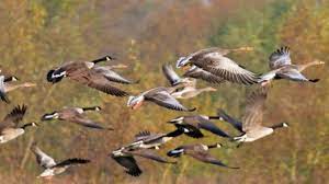 Severe space weather lowers migratory birds by nearly 20%