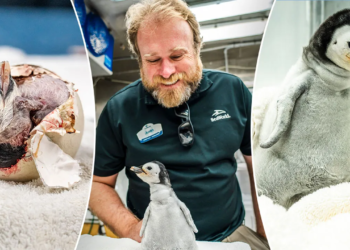 Rare: Emperor penguin hatches at SeaWorld San Diego for 1st time in 13 years