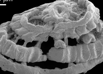 Exceptional microfossils reveal 535 million-year-old preserved muscular tissue