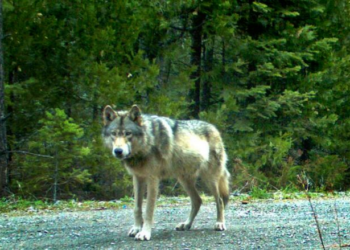 Near-extinct grey wolves rediscovered in California after a century