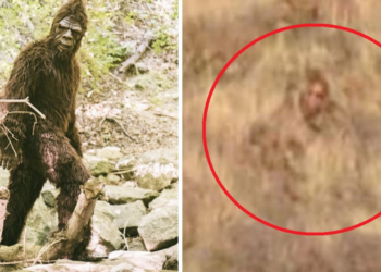 Colorado hikers claim to have spotted Bigfoot in San Juan National Forest