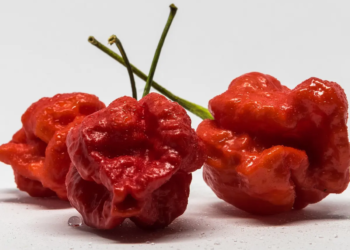 “Pepper X” sets new record as world’s hottest pepper, three times hotter than Carolina Reaper