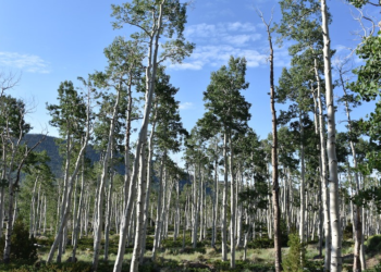 Utah: World’s largest tree in Utah, Pando, speaks, recordings reveal haunting secrets