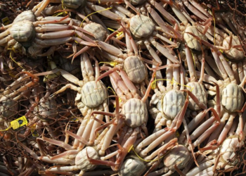 Rising ocean temperatures blamed for disappearance of snow crabs in Alaska
