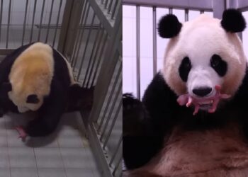 Giant pandas give birth to South Korean zoo’s first-ever baby giant twins