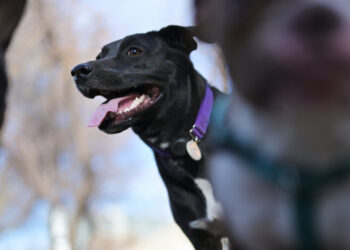 All you need to know about the mysterious dog respiratory illness found in multiple states in the US