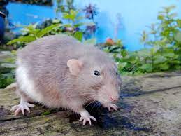 A new compound from pig blood reverses ageing in rats: Study