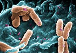 E. Coli generates memories and transmits them to subsequent generations: Study