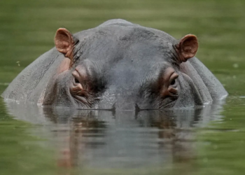 Colombia to cull Pablo Escobar’s Hippos due to overpopulation