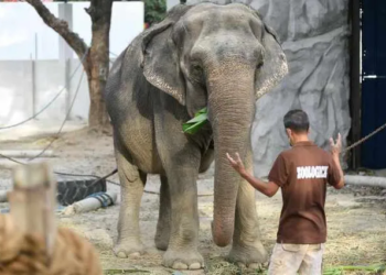 Mali, “World’s Saddest” Elephant, Dies In Manila Zoo