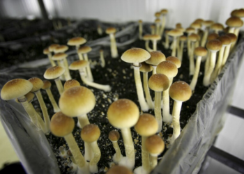 Connecticut authorities seize $8.5 million worth of illegal mushrooms from Burlington home