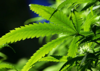 Ohio votes to legalize recreational marijuana, becomes 24th state in US to do so