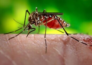Male mosquitoes used to suck blood in past but have ‘evolved’ now, study claims