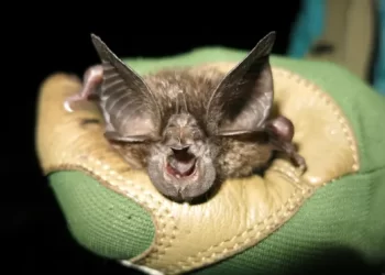 Extremely rare and endangered bat species discovered in Corsica in France