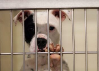 Why are California’s animal shelters killing so many Pets?