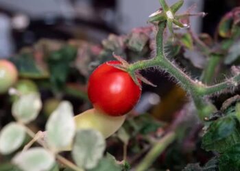 A tomato that was lost for eight months aboard a space station has been found finally