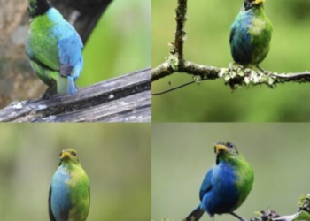 Gynandromorphism: Half-female, half-male bird spotted by scientist 