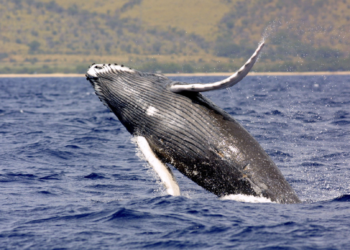 Scientists’ brief conversation with a whale opens new avenues for communication with aliens