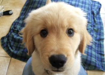 New study suggests humans played a pivotal role in shaping dogs’ eye color evolution